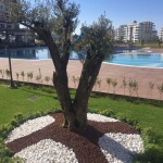 IDEAL Real Estate-olive-garden-avsallar009