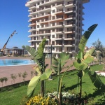 IDEAL Real Estate-olive-garden-avsallar012